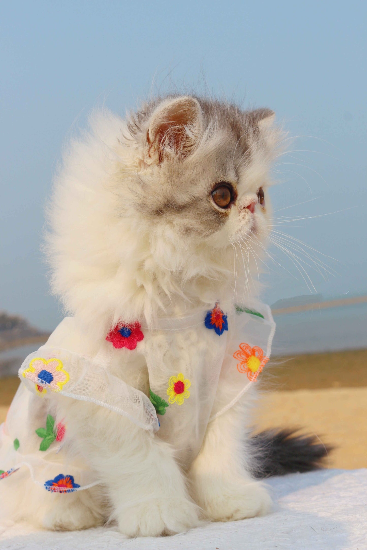 Mesh Flower Embroidery Dress Cat Clothes Purrfect Pawz
