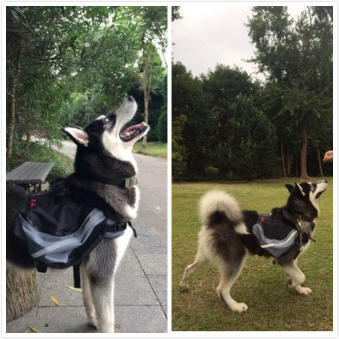 Dogs go out from backpack Purrfect Pawz
