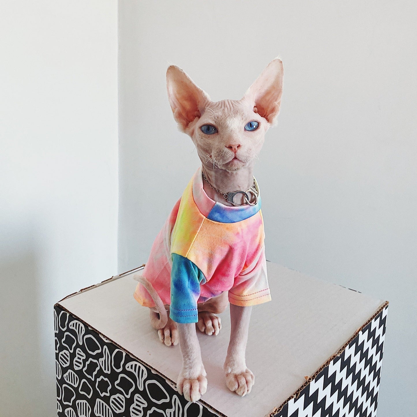 Hairless Cat Clothes Tie-dye Rainbow Primer Purrfect Pawz