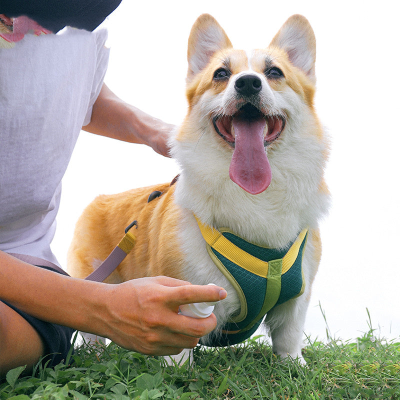 Colourful Harness & Leash Set Purrfect Pawz