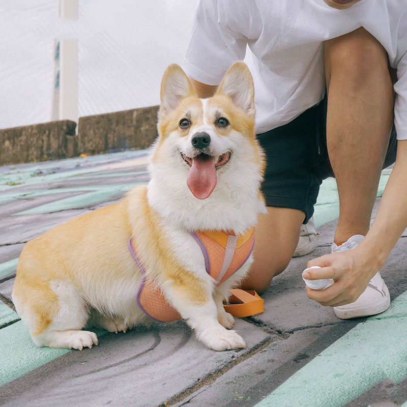Colourful Harness & Leash Set Purrfect Pawz