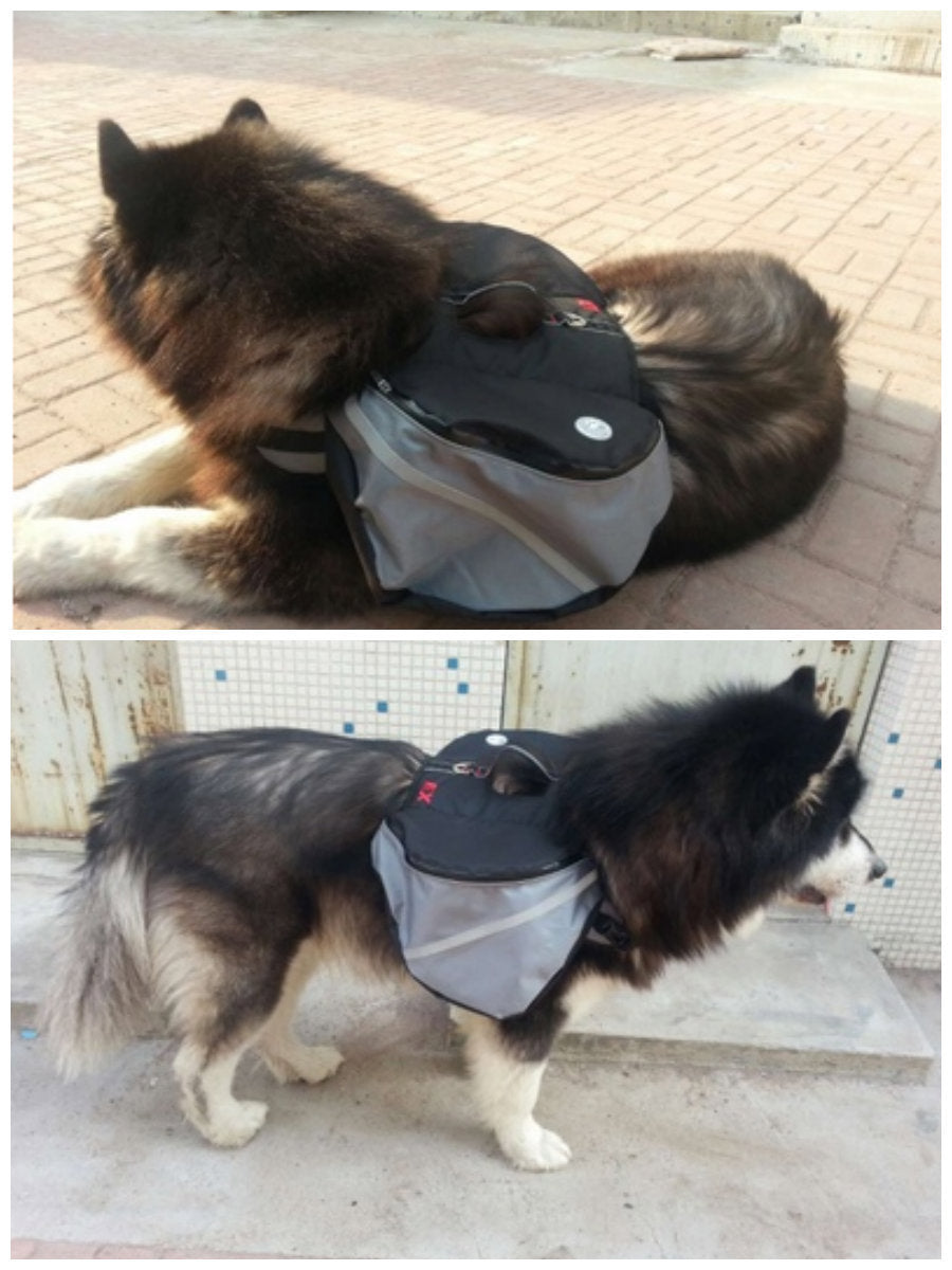 Dogs go out from backpack Purrfect Pawz