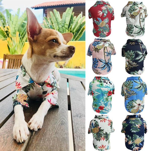 Dog Spring And Summer Thin Shirt Corgi Blue Cat Clothes Purrfect Pawz