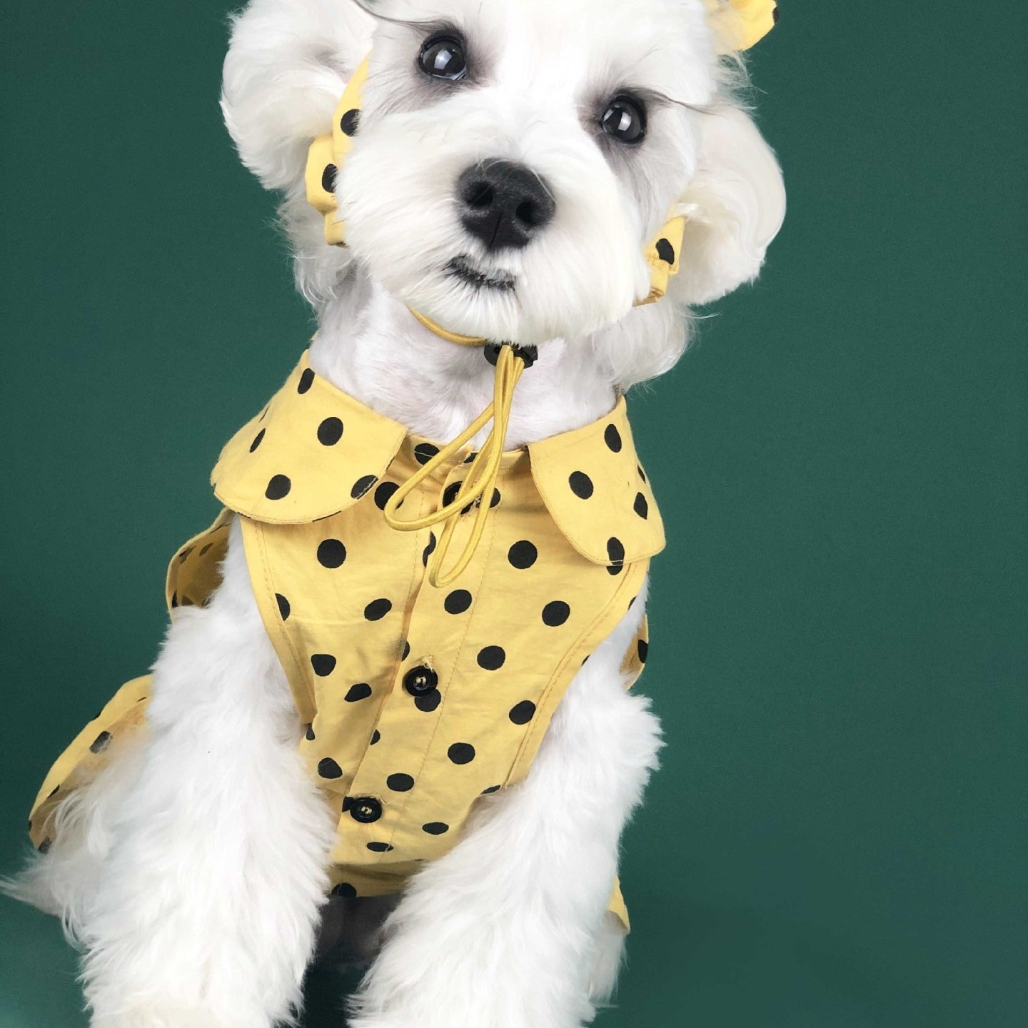 Dog Clothes Summer Thin Small Dog Cute Princess Dress Teddy Schnauzer Corgi Cat Pet Outfit Purrfect Pawz
