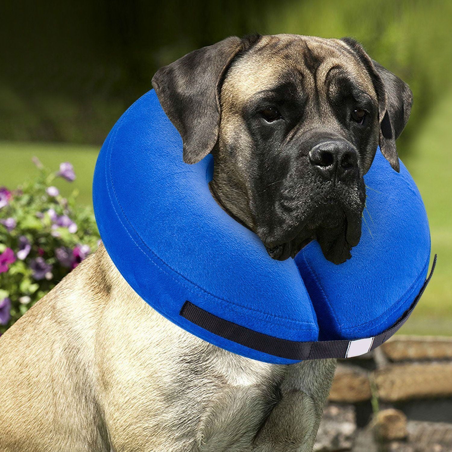 Protective Inflatable Collar for Dogs and Cats Purrfect Pawz