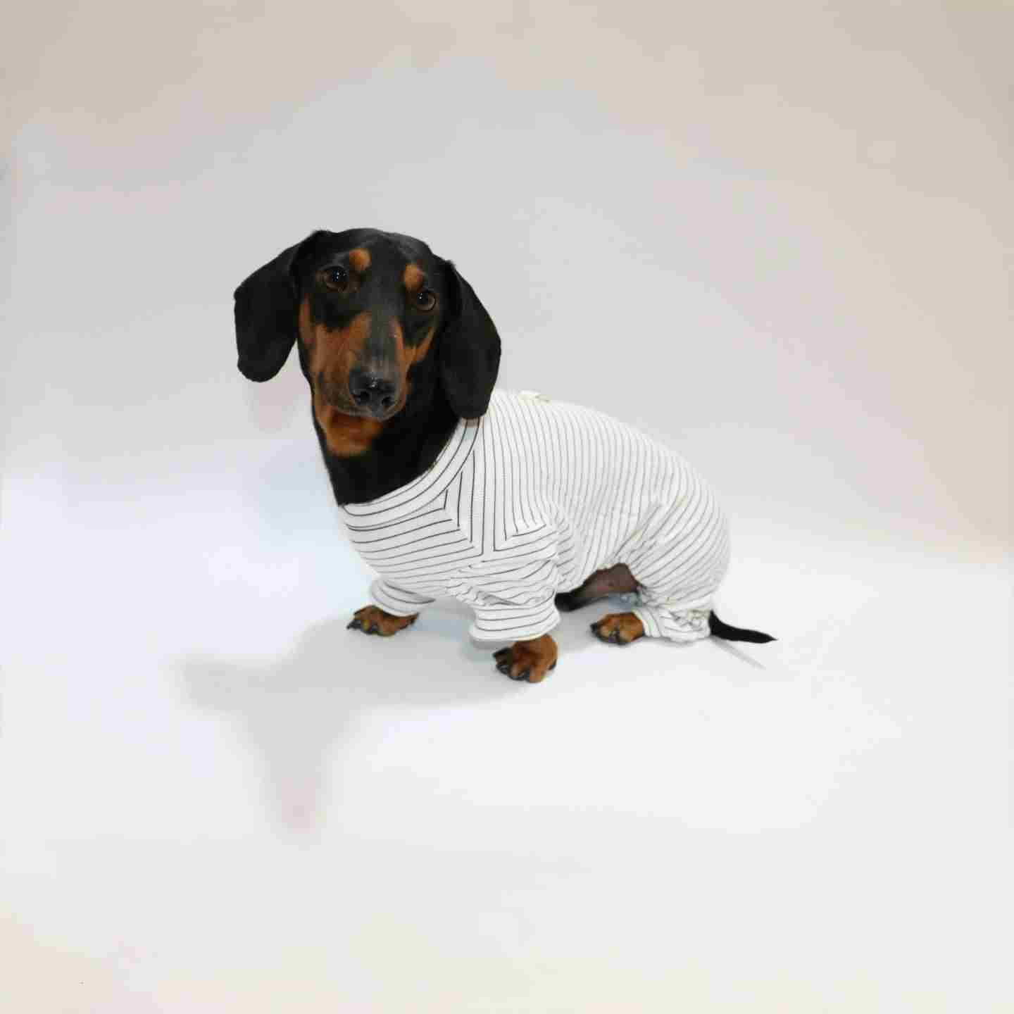 Thin Striped Dog Cat Pet Clothes Purrfect Pawz