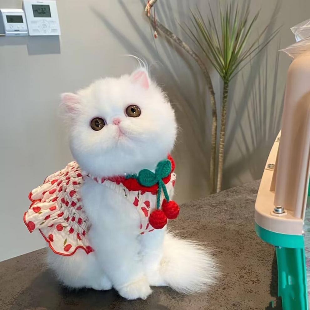 Dog Pet Clothes Summer Halter Skirt Purrfect Pawz