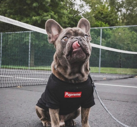 Summer Thin Breathable Pet Clothes Purrfect Pawz