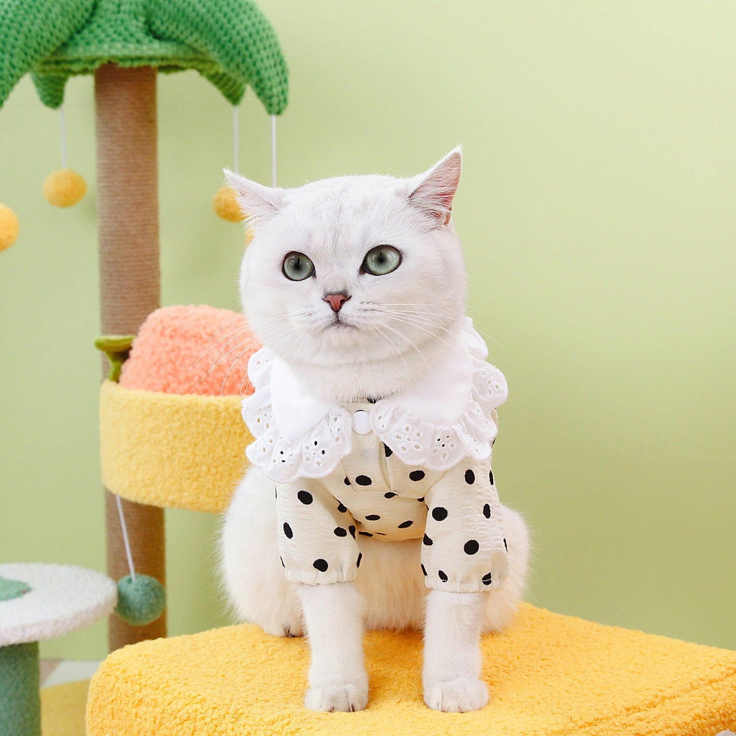 Pet Clothes Blue Cat Ragdoll T-shirt Clothing Purrfect Pawz