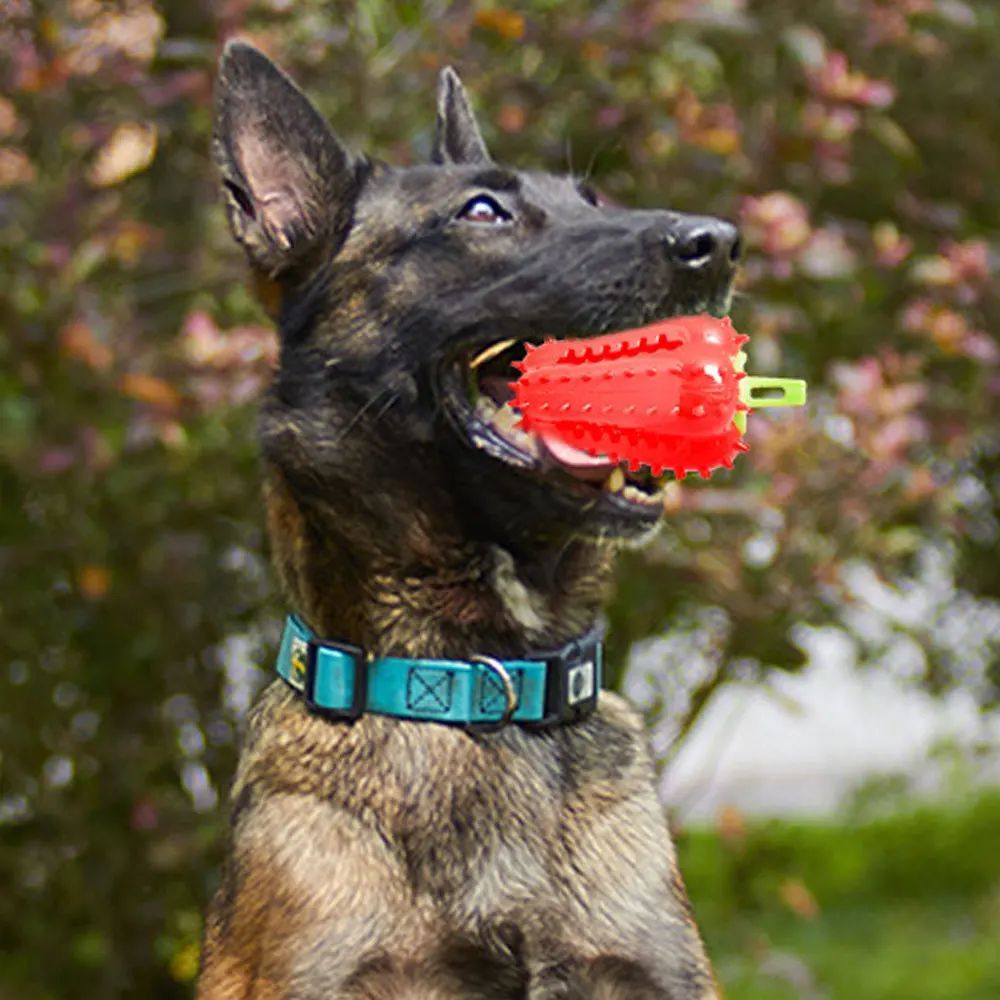 Interactive Dog Teething Chili Chewers Toy Interactive Toys Dog Toys Purrfect Pawz