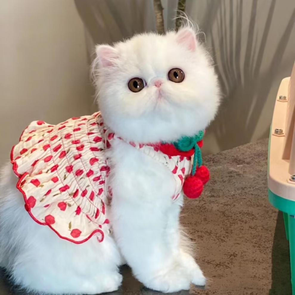 Dog Pet Clothes Summer Halter Skirt Purrfect Pawz
