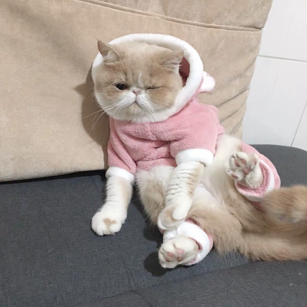 Blue Cat British Shorthair Four-legged Clothes Pet Autumnwinter Clothes Dog Clothing Purrfect Pawz