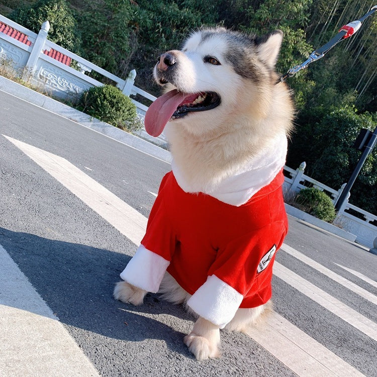 Cat Teddy Golden Retriever Dog Clothes Purrfect Pawz